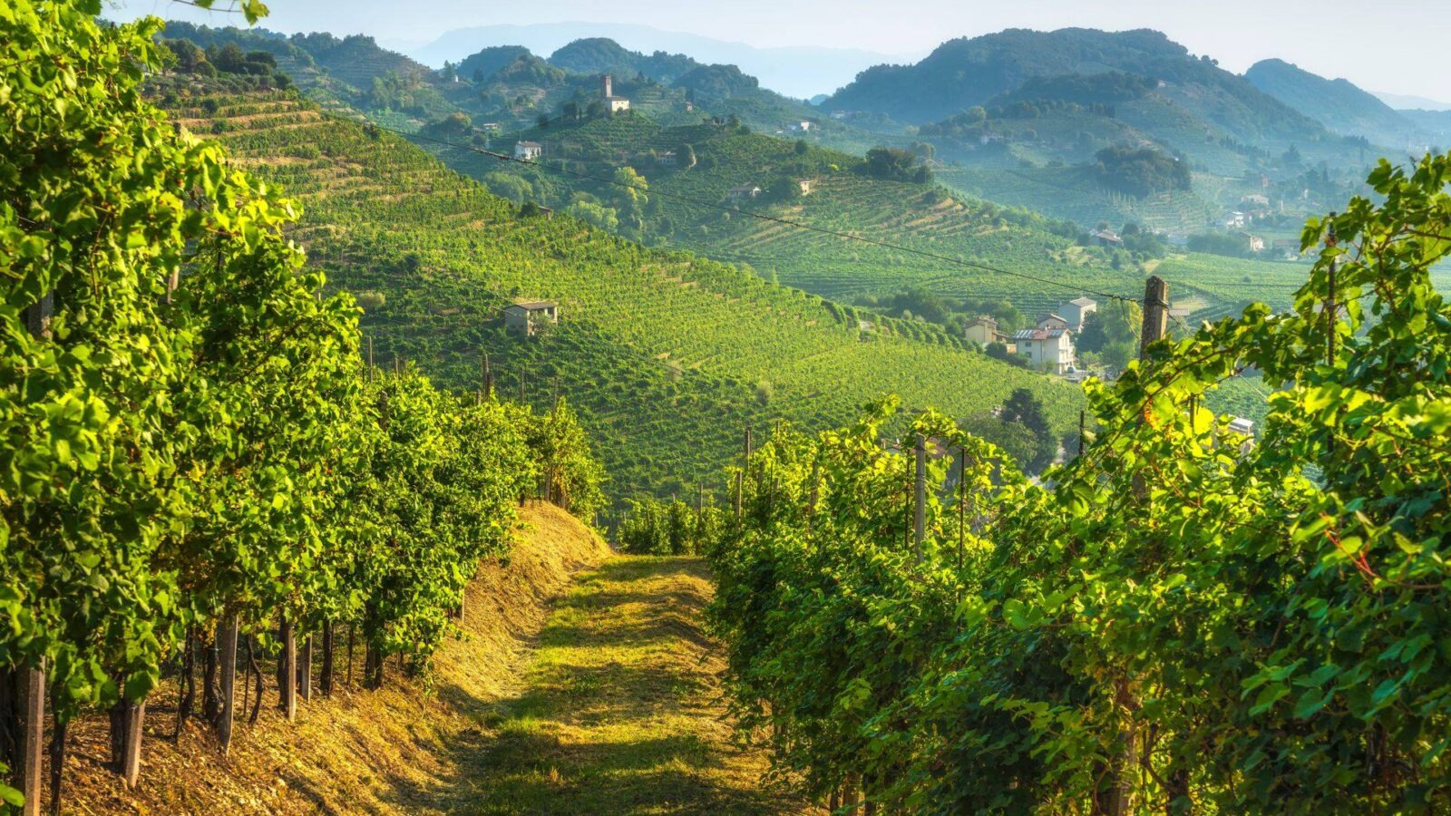 Path through the Prosecco Hills vineyards to the chapel of San Lorenzo