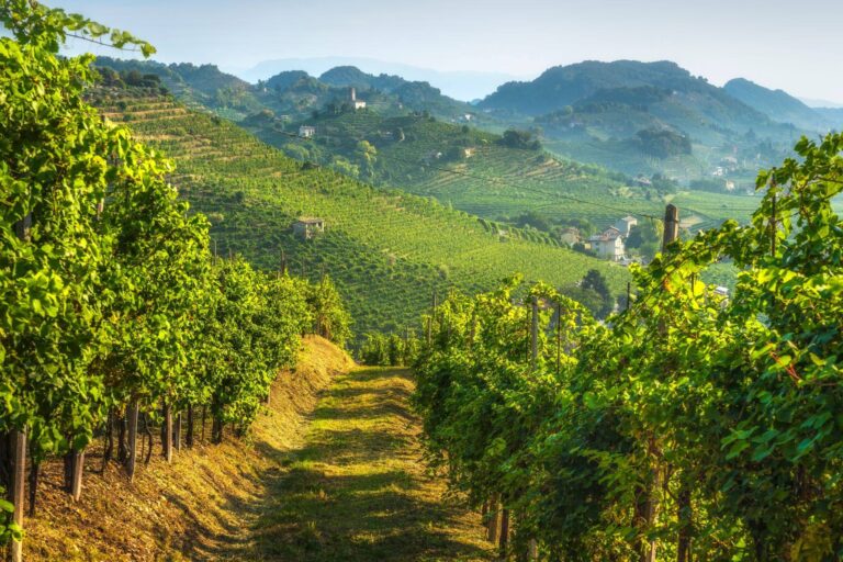 Path through the Prosecco Hills vineyards to the chapel of San Lorenzo