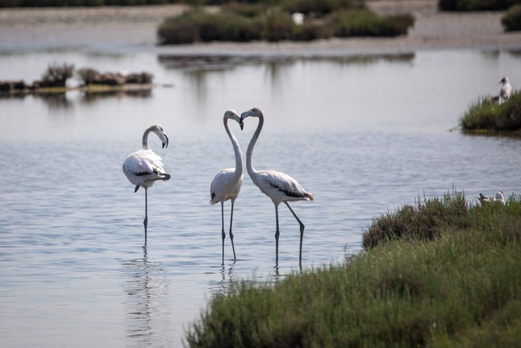 Pink flamingos in the Venetian Lagoon