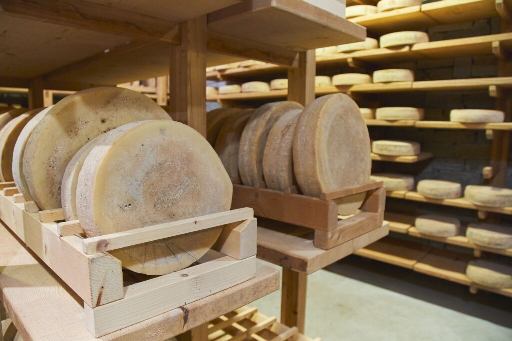 Cheese wheels ageing on wooden boards