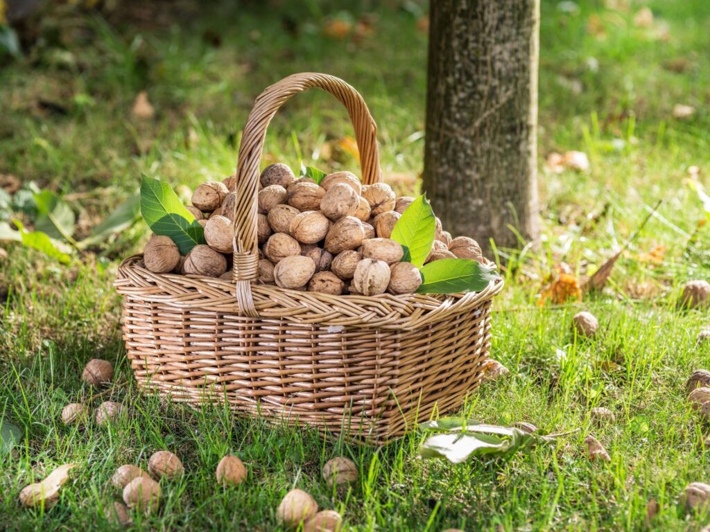 Fresh walnuts in their green husks with walnut leaves