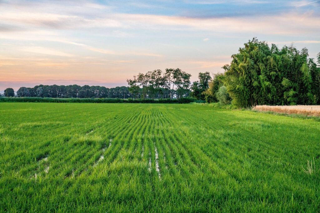 Green rice paddy with irrigation water between the seedlings