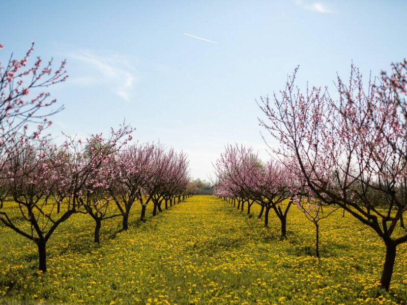 Peach orchard in bloom