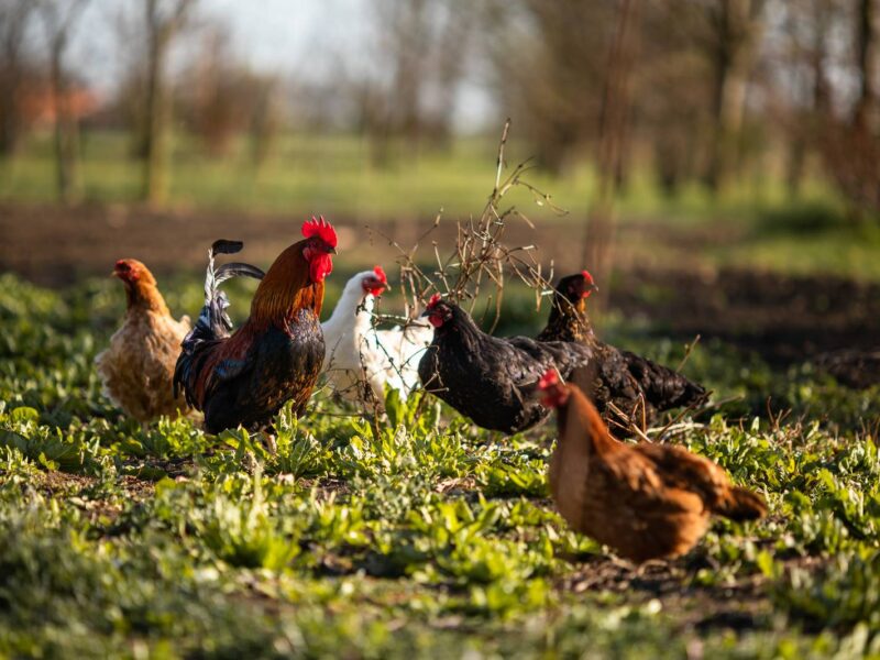 Free-range hens in the orchard