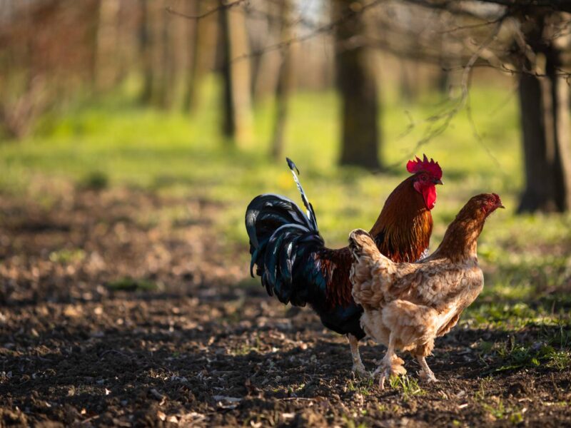 Rooster and hen in the countryside