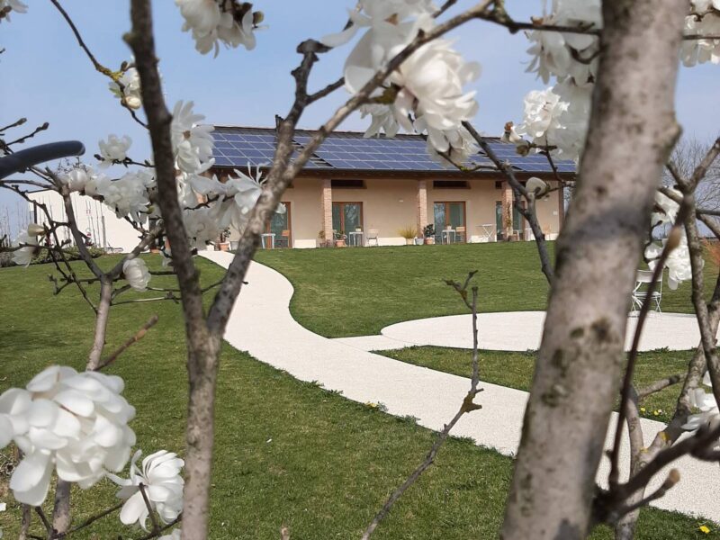 Magnolias in bloom in front of the farmhouse