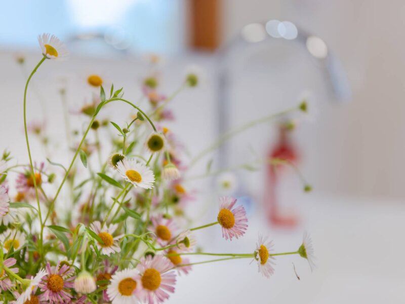 Wild daisies