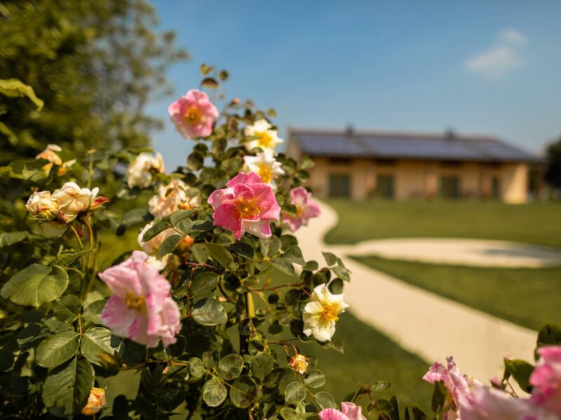 Roses in the garden with the farmhouse behind