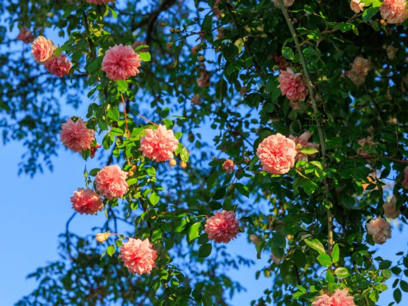 Cascading climbing roses