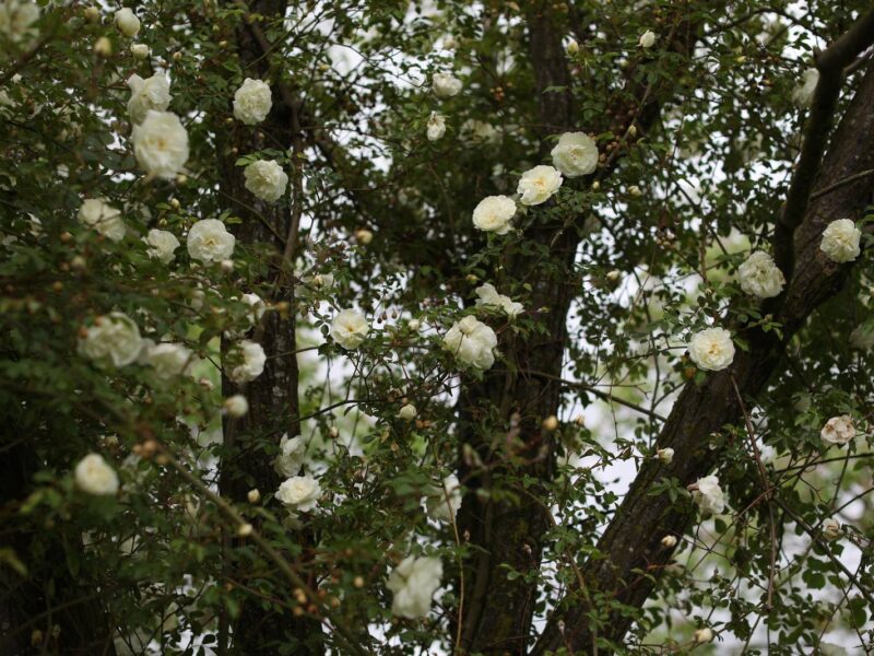 White roses climbing the garden trees