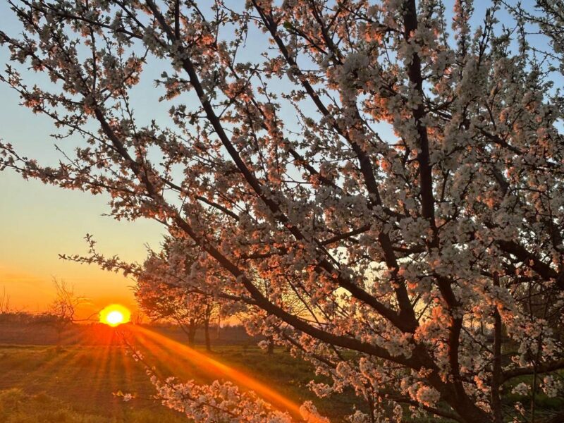 Sunset over the fields through blossoming branches